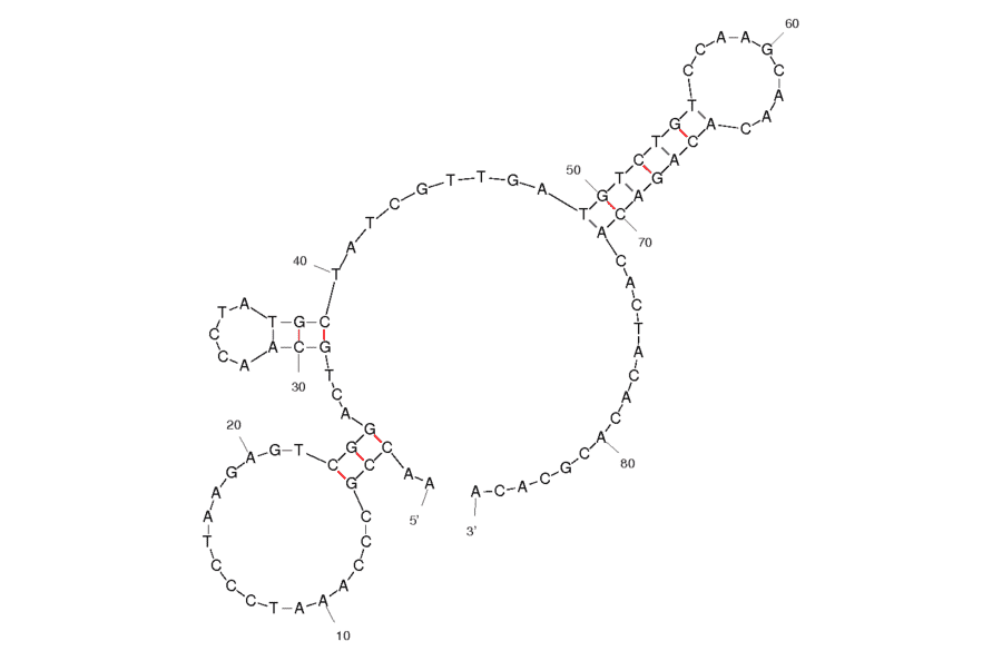 Secondary Structure - Anti-MUC1 Aptamer [MA3] (Biotin) (A320899) - Antibodies.com