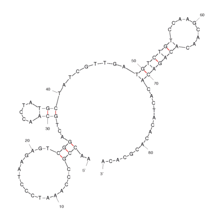 Secondary Structure - Anti-MUC1 Aptamer [MA3] (Biotin) (A320899) - Antibodies.com