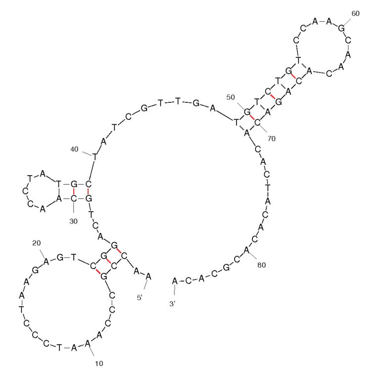 Secondary Structure - Anti-MUC1 Aptamer [MA3] (Biotin) (A320899) - Antibodies.com