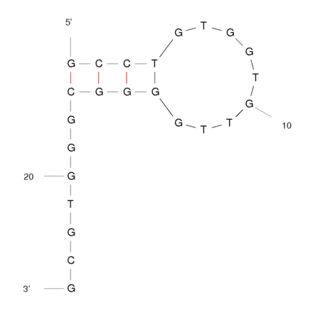 Secondary Structure - Anti-alpha Synuclein Oligomers Aptamer [T-SO508] (Biotin) (A320901) - Antibodies.com