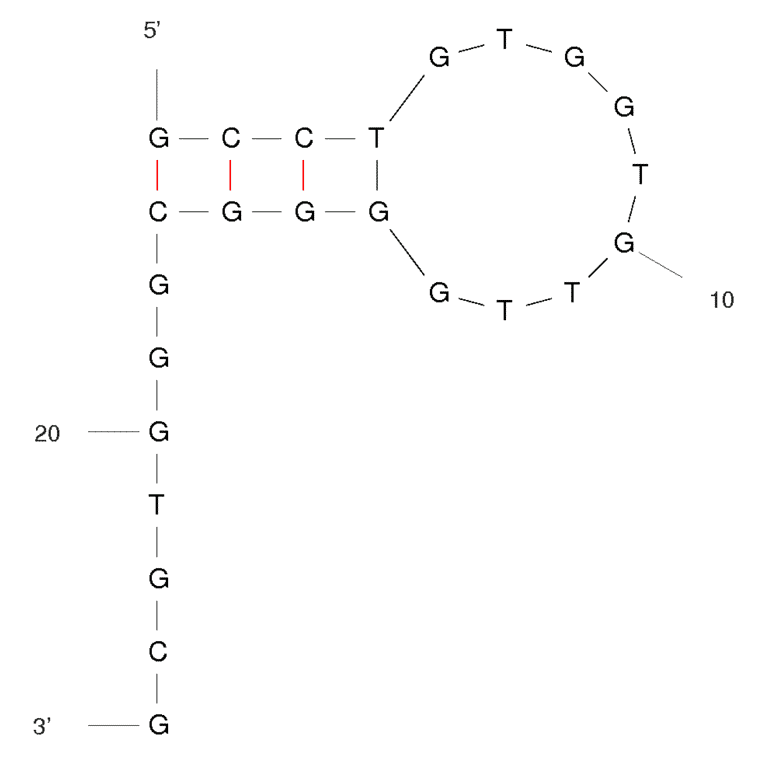 Secondary Structure - Anti-alpha Synuclein Oligomers Aptamer [T-SO508] (Biotin) (A320901) - Antibodies.com