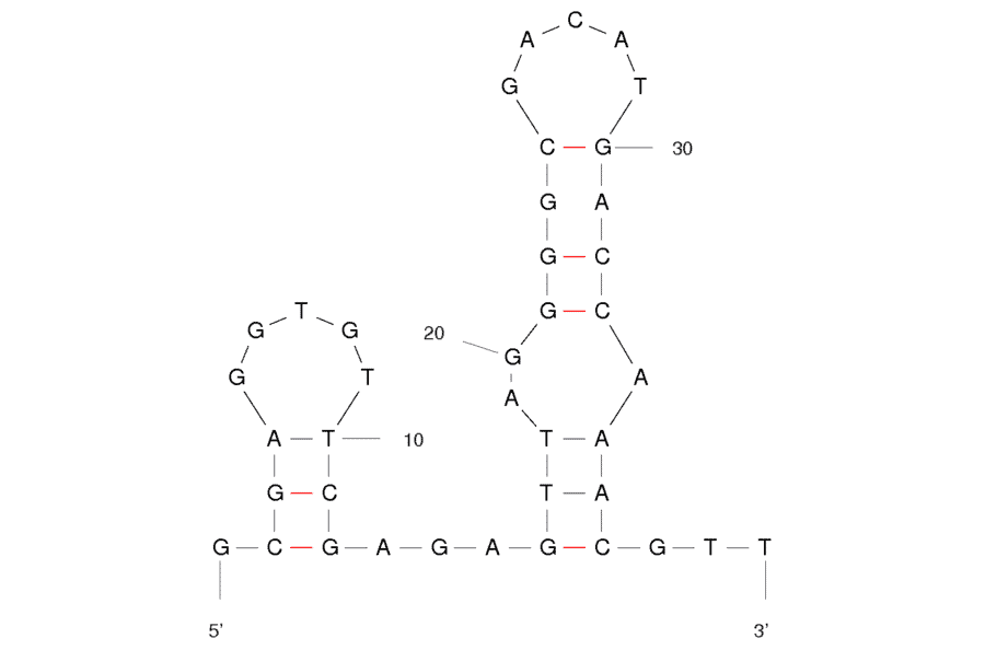 Secondary Structure - Anti-alpha Bungarotoxin Aptamer [Clone 24] (Biotin) (A320902) - Antibodies.com
