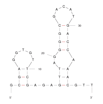 Secondary Structure - Anti-alpha Bungarotoxin Aptamer [Clone 24] (Biotin) (A320902) - Antibodies.com