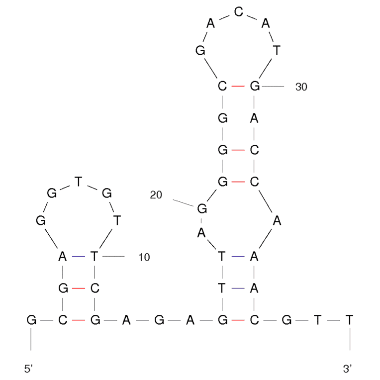 Secondary Structure - Anti-alpha Bungarotoxin Aptamer [Clone 24] (Biotin) (A320902) - Antibodies.com