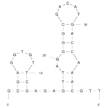 Secondary Structure - Anti-alpha Bungarotoxin Aptamer [Clone 24] (Biotin) (A320902) - Antibodies.com