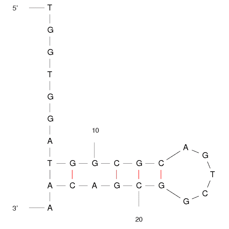 Secondary Structure - Anti-TNF alpha Aptamer [TNFa] (Biotin) (A320906) - Antibodies.com