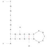Secondary Structure - Anti-TNF alpha Aptamer [TNFa] (Biotin) (A320906) - Antibodies.com