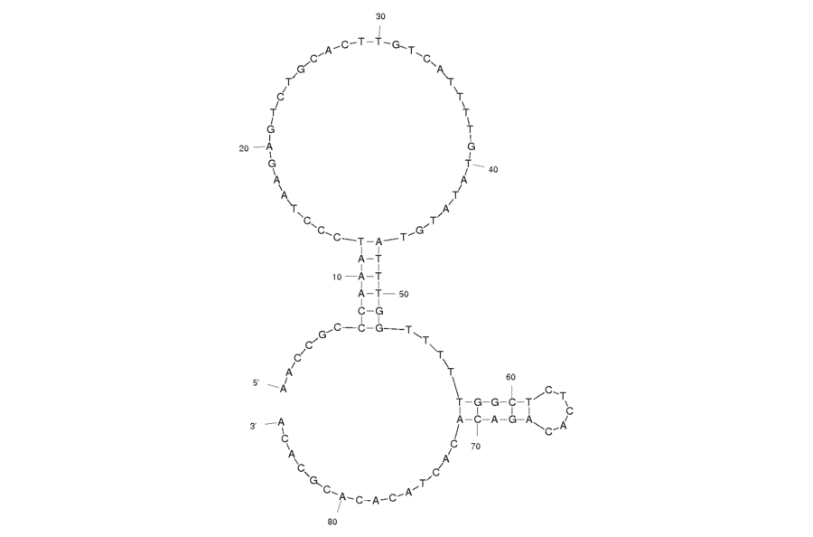 Secondary Structure - Anti-ErbB2 / HER2 Aptamer [HB5] (Biotin) (A320907) - Antibodies.com