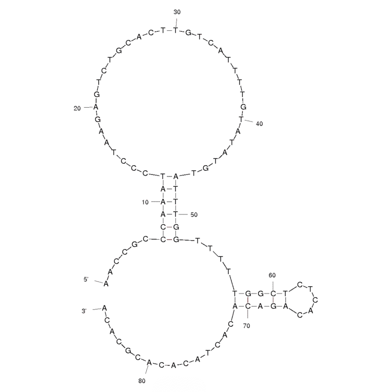 Secondary Structure - Anti-ErbB2 / HER2 Aptamer [HB5] (Biotin) (A320907) - Antibodies.com