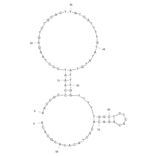 Secondary Structure - Anti-ErbB2 / HER2 Aptamer [HB5] (Biotin) (A320907) - Antibodies.com