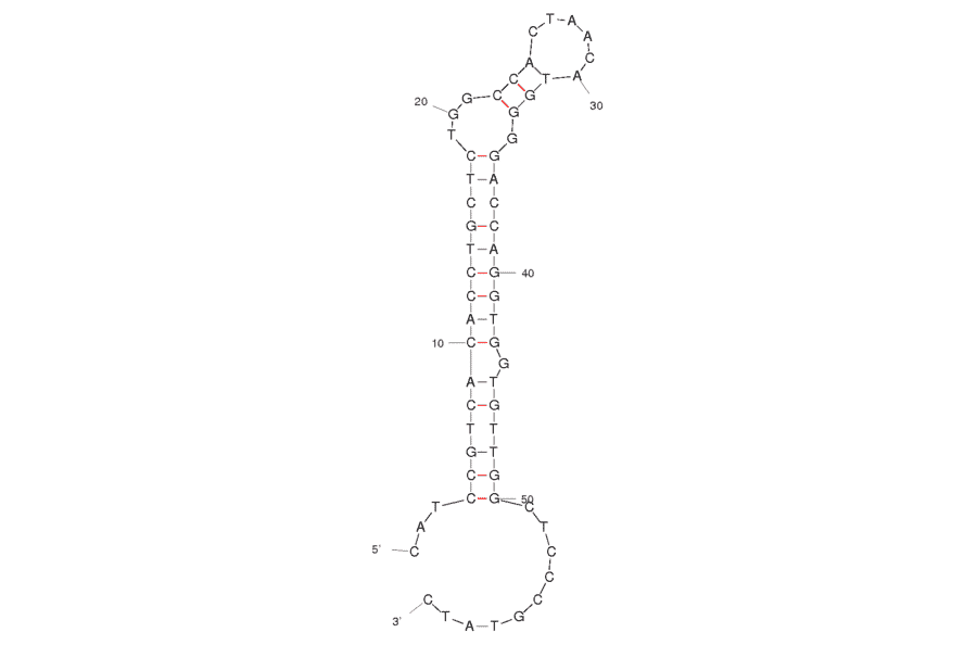 Secondary Structure - Anti-Bacillus thuringiensis Spores Aptamer (Biotin) (A320909) - Antibodies.com