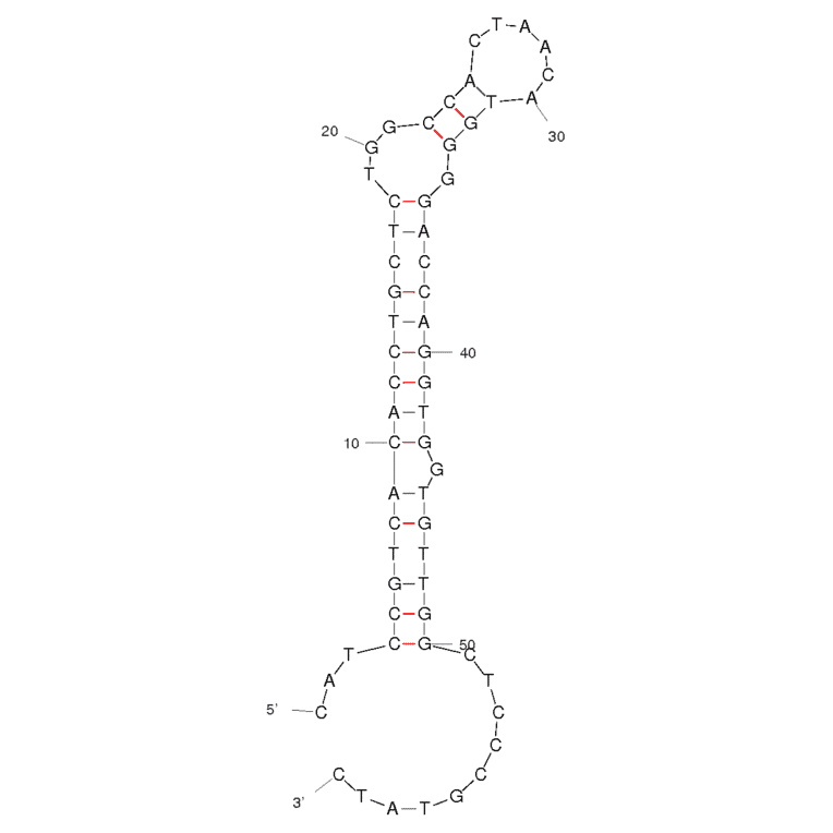 Secondary Structure - Anti-Bacillus thuringiensis Spores Aptamer (Biotin) (A320909) - Antibodies.com