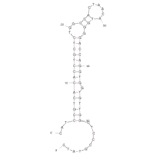 Secondary Structure - Anti-Bacillus thuringiensis Spores Aptamer (Biotin) (A320909) - Antibodies.com