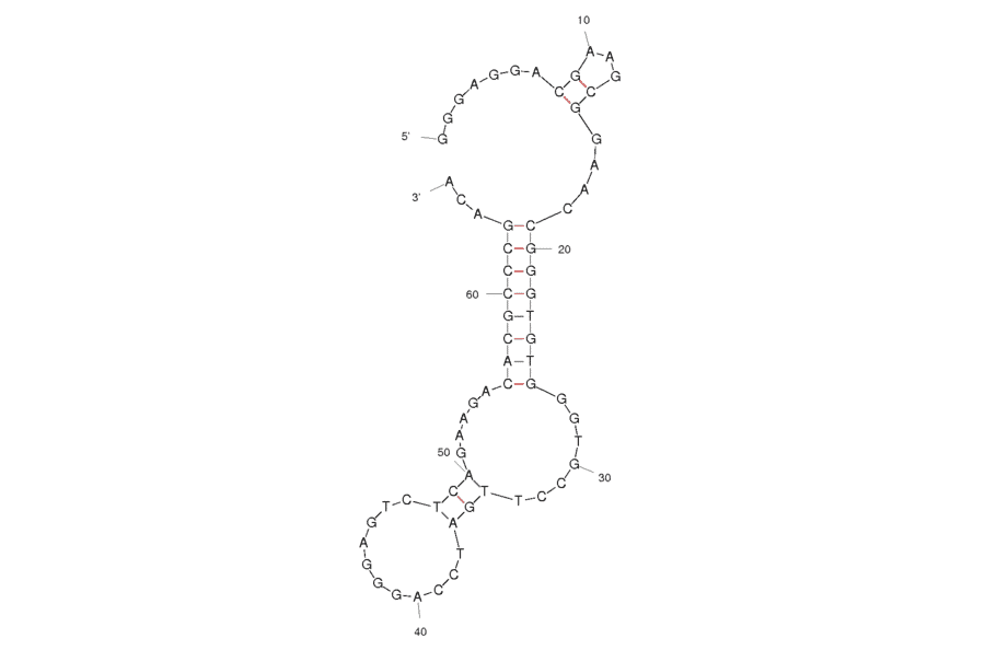 Secondary Structure - Anti-Ochratoxin A Aptamer [H12] (Biotin) (A320910) - Antibodies.com