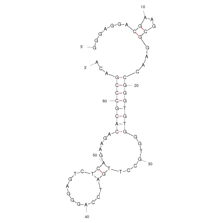 Secondary Structure - Anti-Ochratoxin A Aptamer [H12] (Biotin) (A320910) - Antibodies.com