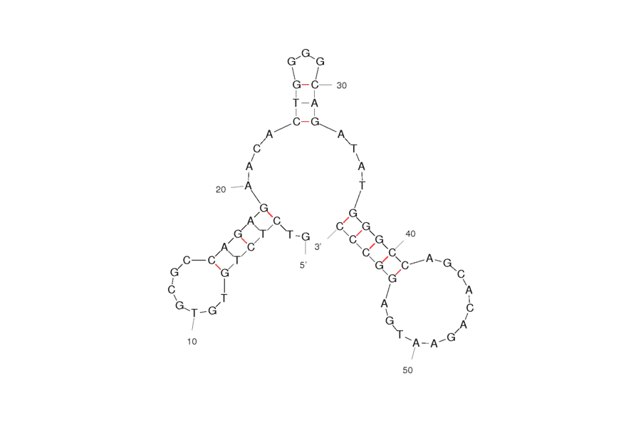 Secondary Structure - Anti-Dopamine Aptamer (Biotin) (A320911) - Antibodies.com