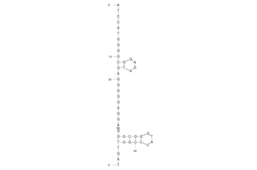 Secondary Structure - Anti-Internalin A Aptamer (Biotin) (A320912) - Antibodies.com