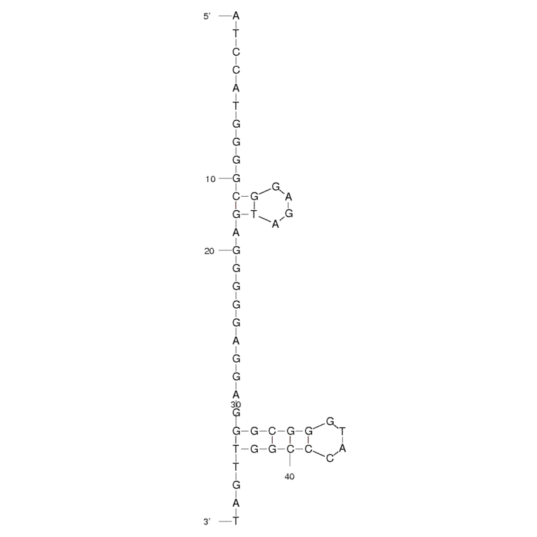 Secondary Structure - Anti-Internalin A Aptamer (Biotin) (A320912) - Antibodies.com