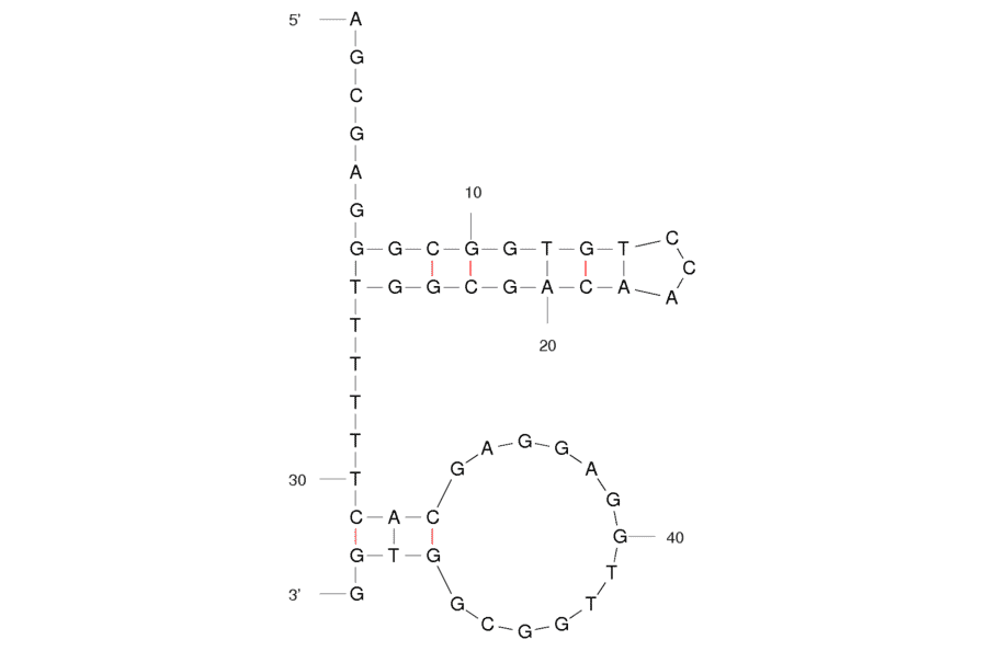 Secondary Structure - Anti-Digoxin Aptamer (Biotin) (A320913) - Antibodies.com