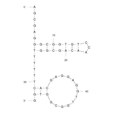Secondary Structure - Anti-Digoxin Aptamer (Biotin) (A320913) - Antibodies.com