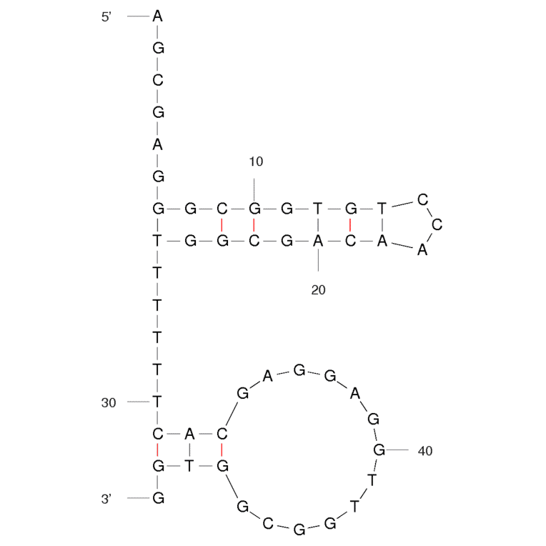 Secondary Structure - Anti-Digoxin Aptamer (Biotin) (A320913) - Antibodies.com