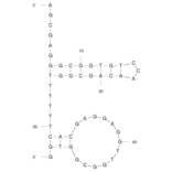 Secondary Structure - Anti-Digoxin Aptamer (Biotin) (A320913) - Antibodies.com