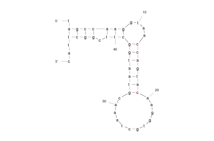 Secondary Structure - Anti-L-Selectin + Sialyl-Lewis X Complex Aptamer [LD201t1] (Biotin) (A320914) - Antibodies.com