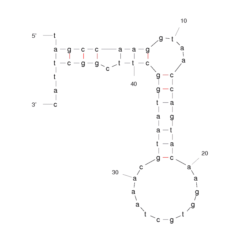Secondary Structure - Anti-L-Selectin + Sialyl-Lewis X Complex Aptamer [LD201t1] (Biotin) (A320914) - Antibodies.com