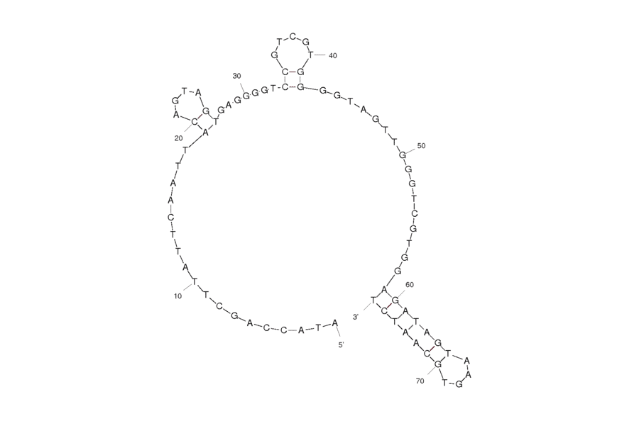 Secondary Structure - Anti-Retinol Binding Protein 4 Aptamer [RBA] (Biotin) (A320915) - Antibodies.com