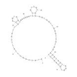 Secondary Structure - Anti-Retinol Binding Protein 4 Aptamer [RBA] (Biotin) (A320915) - Antibodies.com