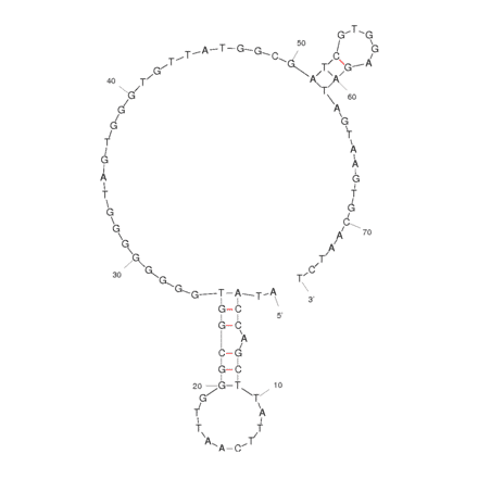 Secondary Structure - Anti-Vaspin Aptamer [VBA] (Biotin) (A320916) - Antibodies.com