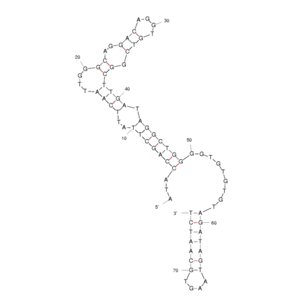 Secondary Structure - Anti-NAMPT Aptamer (Biotin) (A320917) - Antibodies.com