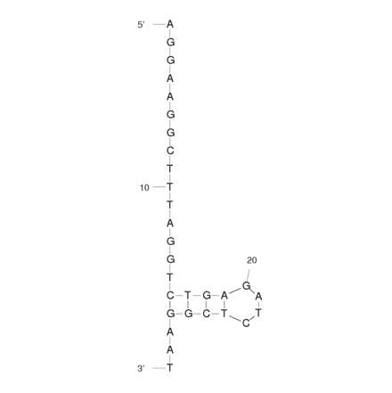 Secondary Structure - Anti-HIV1 Reverse Transcriptase Aptamer [PF1] (Biotin) (A320918) - Antibodies.com