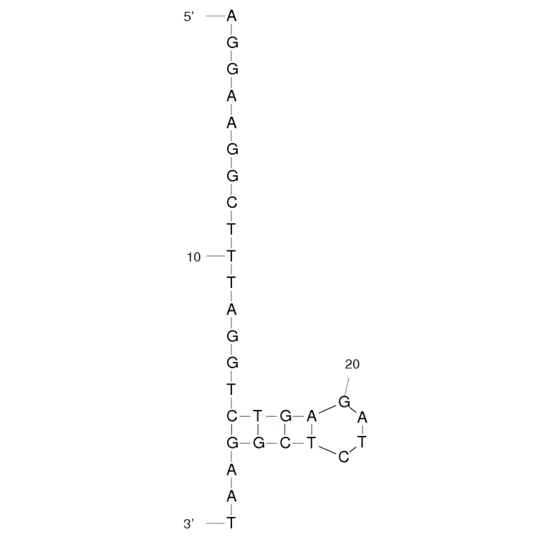 Secondary Structure - Anti-HIV1 Reverse Transcriptase Aptamer [PF1] (Biotin) (A320918) - Antibodies.com