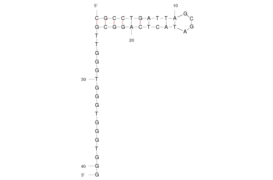 Secondary Structure - Anti-HIV1 Reverse Transcriptase Aptamer [R1T] (Biotin) (A320919) - Antibodies.com