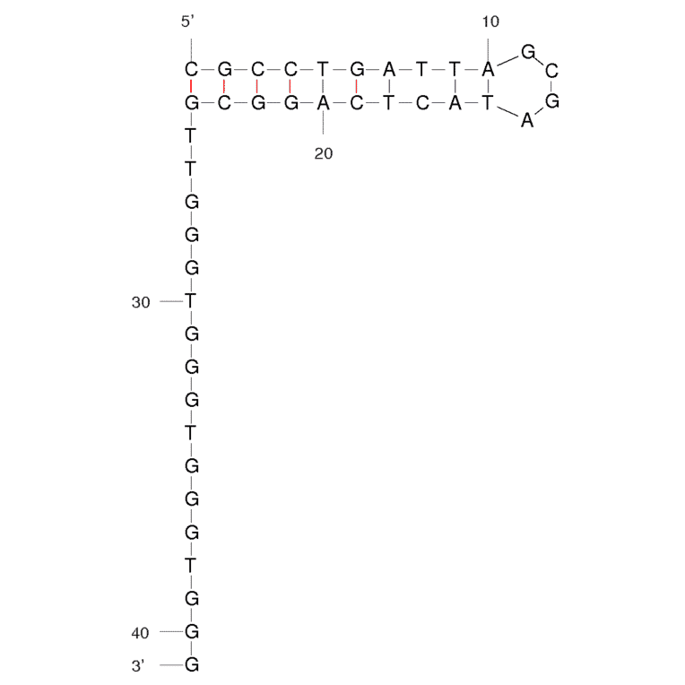 Secondary Structure - Anti-HIV1 Reverse Transcriptase Aptamer [R1T] (Biotin) (A320919) - Antibodies.com