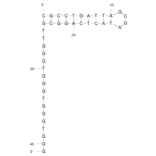 Secondary Structure - Anti-HIV1 Reverse Transcriptase Aptamer [R1T] (Biotin) (A320919) - Antibodies.com