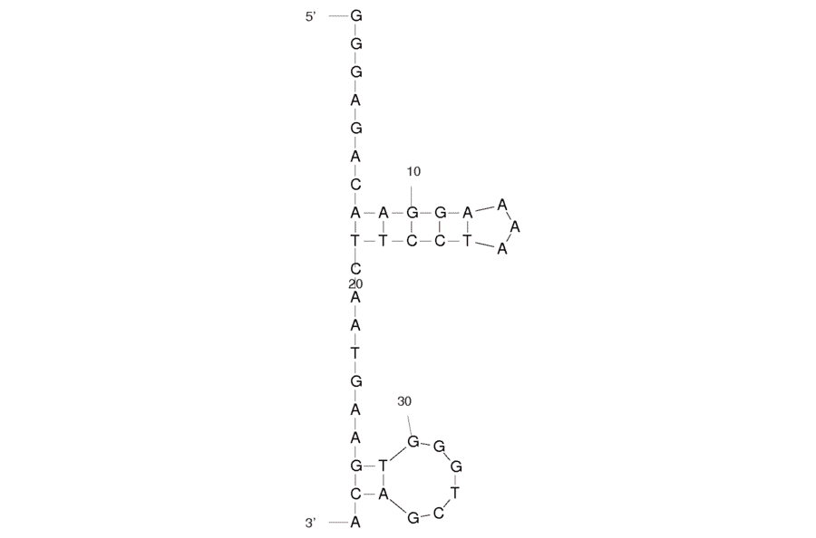 Secondary Structure - Anti-Cocaine Aptamer [MNS-4.1] (Biotin) (A320920) - Antibodies.com