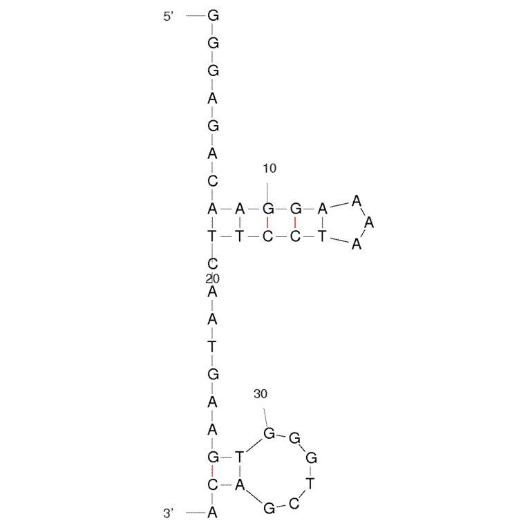 Secondary Structure - Anti-Cocaine Aptamer [MNS-4.1] (Biotin) (A320920) - Antibodies.com