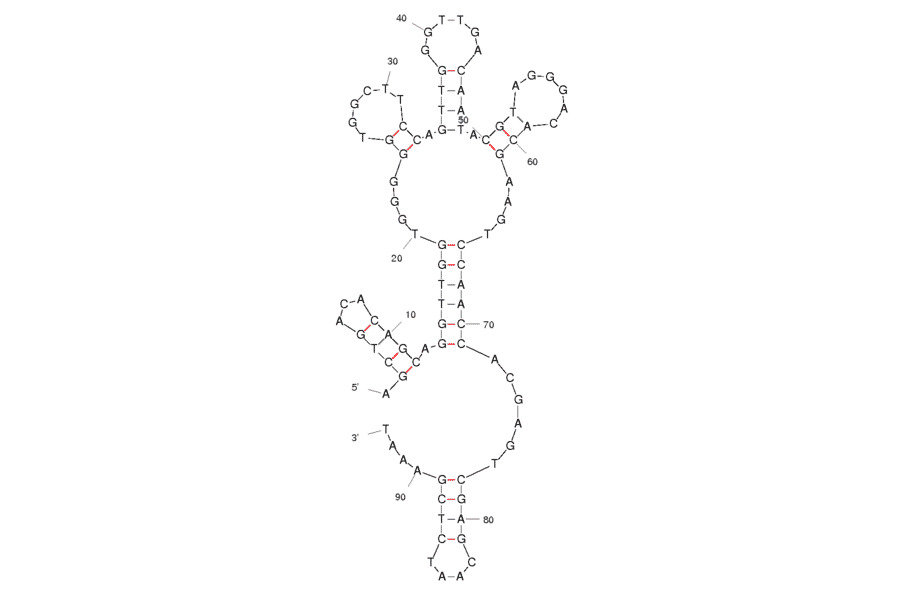 Secondary Structure - Anti-Lupin 1 Allergen Beta Conglutin Aptamer [#40] (Biotin) (A320921) - Antibodies.com
