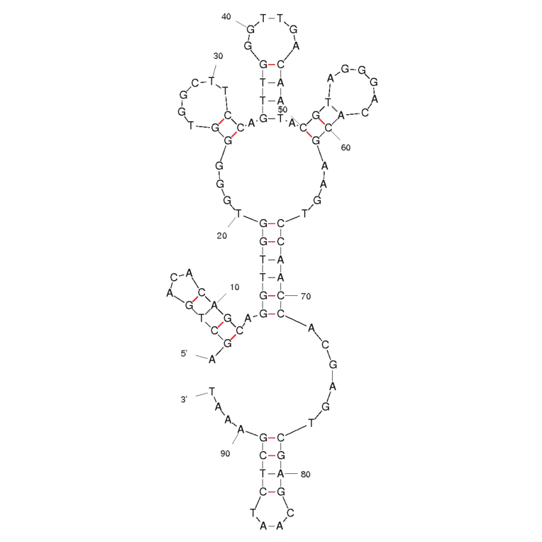 Secondary Structure - Anti-Lupin 1 Allergen Beta Conglutin Aptamer [#40] (Biotin) (A320921) - Antibodies.com