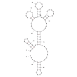 Secondary Structure - Anti-Lupin 1 Allergen Beta Conglutin Aptamer [#40] (Biotin) (A320921) - Antibodies.com