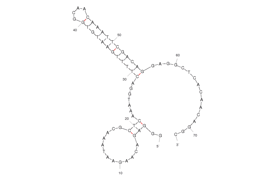 Secondary Structure - Anti-Heparanase / HPSE1 Aptamer [1.5 M Long] (Biotin) (A320926) - Antibodies.com