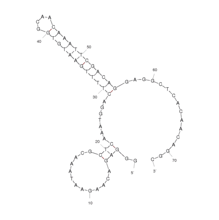 Secondary Structure - Anti-Heparanase / HPSE1 Aptamer [1.5 M Long] (Biotin) (A320926) - Antibodies.com