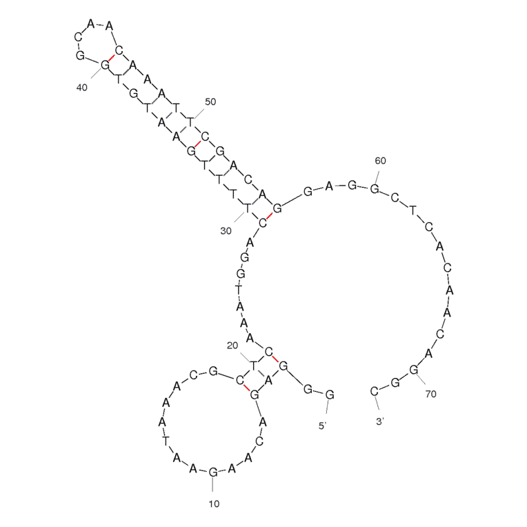 Secondary Structure - Anti-Heparanase / HPSE1 Aptamer [1.5 M Long] (Biotin) (A320926) - Antibodies.com