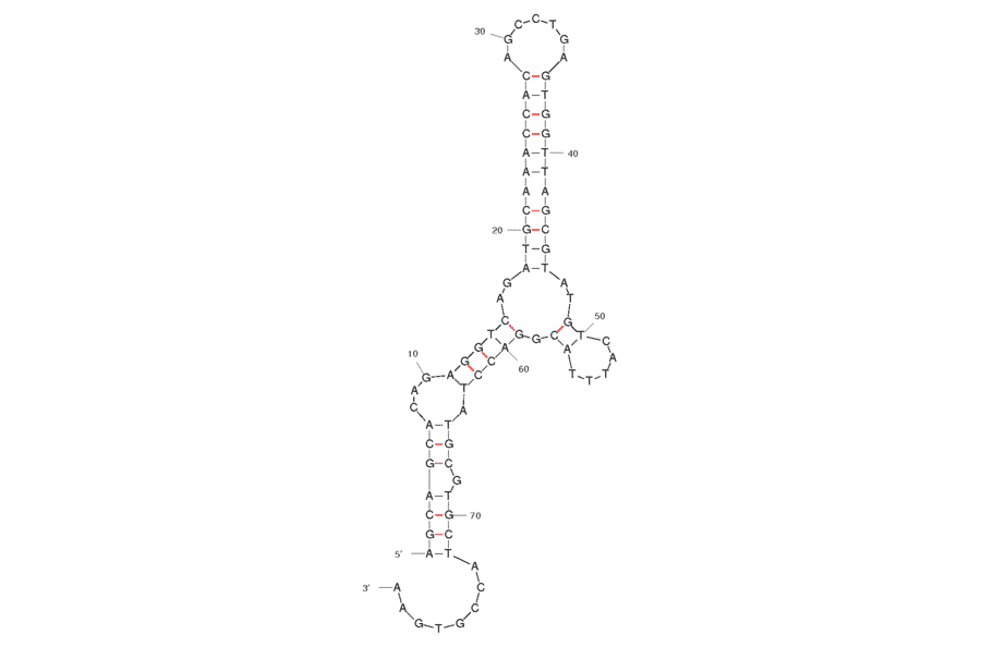 Secondary Structure - Anti-Neuropeptide Y / NPY Aptamer [Clone 4.31] (Biotin) (A320927) - Antibodies.com
