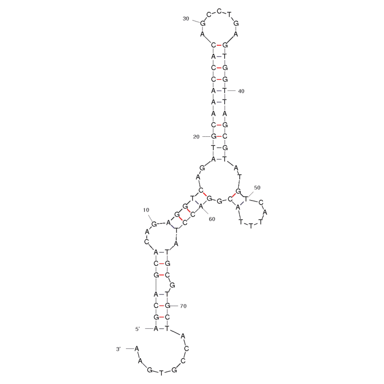Secondary Structure - Anti-Neuropeptide Y / NPY Aptamer [Clone 4.31] (Biotin) (A320927) - Antibodies.com