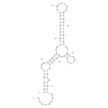 Secondary Structure - Anti-Neuropeptide Y / NPY Aptamer [Clone 4.31] (Biotin) (A320927) - Antibodies.com