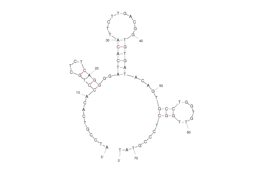 Secondary Structure - Anti-Acetylcholine Aptamer [ACh 6R] (Biotin) (A320928) - Antibodies.com
