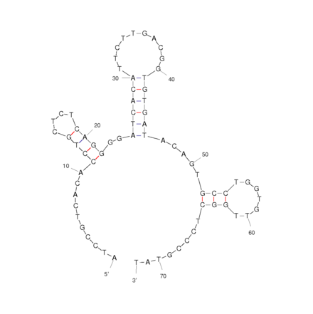 Secondary Structure - Anti-Acetylcholine Aptamer [ACh 6R] (Biotin) (A320928) - Antibodies.com